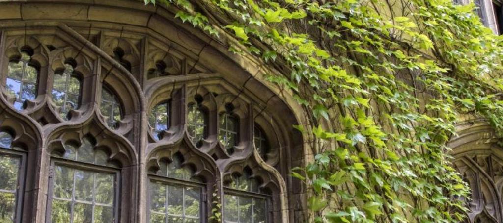 Building windows covered in ivy 